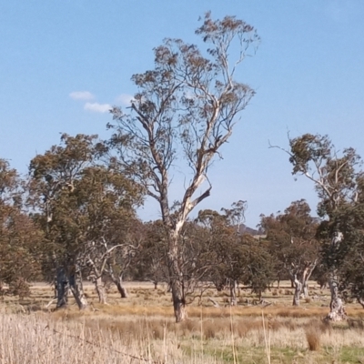 Eucalyptus melliodora (Yellow Box) at Lanyon - northern section A.C.T. - 19 Sep 2023 by michaelb