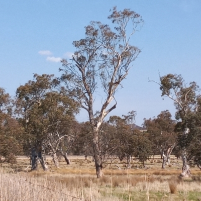 Eucalyptus melliodora (Yellow Box) at Lanyon - northern section A.C.T. - 19 Sep 2023 by MichaelBedingfield