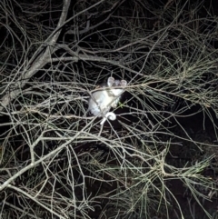 Pseudocheirus peregrinus (Common Ringtail Possum) at Majura, ACT - 19 Sep 2023 by Rebeccajgee