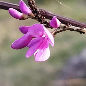 Indigofera australis subsp. australis at Fadden, ACT - 19 Sep 2023