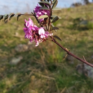 Indigofera australis subsp. australis at Fadden, ACT - 19 Sep 2023 07:10 AM