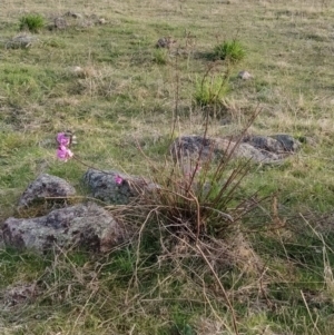 Indigofera australis subsp. australis at Fadden, ACT - 19 Sep 2023