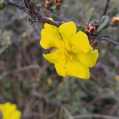 Hibbertia obtusifolia (Grey Guinea-flower) at Fadden, ACT - 18 Sep 2023 by KumikoCallaway