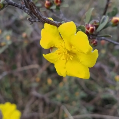 Hibbertia obtusifolia (Grey Guinea-flower) at Fadden, ACT - 19 Sep 2023 by KumikoCallaway