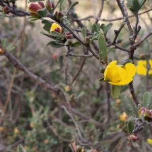 Hibbertia obtusifolia at Fadden, ACT - 19 Sep 2023