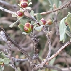 Hibbertia obtusifolia at Fadden, ACT - 19 Sep 2023