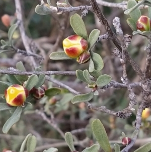 Hibbertia obtusifolia at Fadden, ACT - 19 Sep 2023