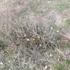 Hibbertia obtusifolia at Fadden, ACT - 19 Sep 2023