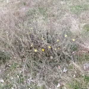 Hibbertia obtusifolia at Fadden, ACT - 19 Sep 2023