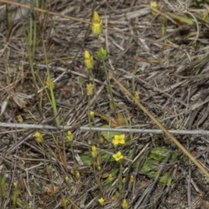 Cicendia quadrangularis at Strathnairn, ACT - 17 Sep 2023