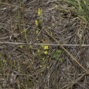 Cicendia quadrangularis at Strathnairn, ACT - 17 Sep 2023 10:36 AM