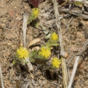 Triptilodiscus pygmaeus at Strathnairn, ACT - 17 Sep 2023