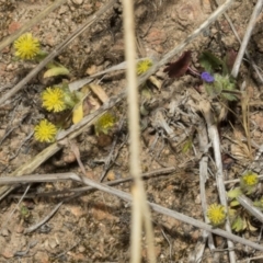 Triptilodiscus pygmaeus at Strathnairn, ACT - 17 Sep 2023