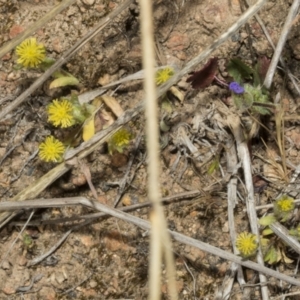 Triptilodiscus pygmaeus at Strathnairn, ACT - 17 Sep 2023 11:59 AM