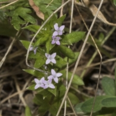 Sherardia arvensis (Field Madder) at Ginninderry Conservation Corridor - 17 Sep 2023 by AlisonMilton