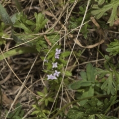 Sherardia arvensis at Strathnairn, ACT - 17 Sep 2023 12:24 PM