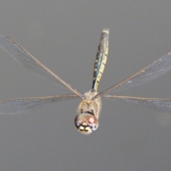 Hemicordulia tau (Tau Emerald) at Lake Tuggeranong - 18 Sep 2023 by roman_soroka