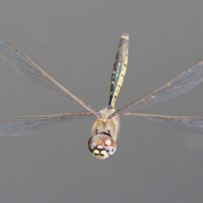 Hemicordulia tau (Tau Emerald) at Greenway, ACT - 19 Sep 2023 by RomanSoroka