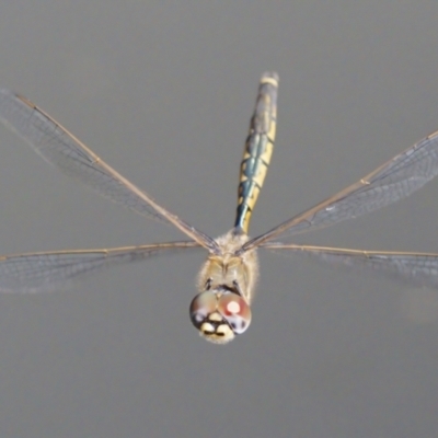 Hemicordulia tau (Tau Emerald) at Greenway, ACT - 18 Sep 2023 by roman_soroka