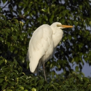 Ardea alba at Cairns City, QLD - 11 Aug 2023