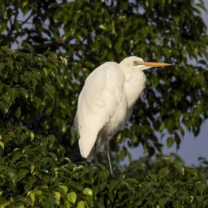 Ardea alba at Cairns City, QLD - 11 Aug 2023 07:08 AM