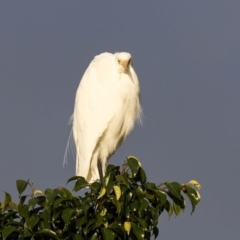 Ardea alba at Cairns City, QLD - 11 Aug 2023 07:08 AM