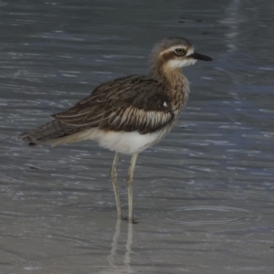 Burhinus grallarius at Cairns City, QLD - 12 Aug 2023