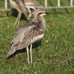 Burhinus grallarius at Cairns City, QLD - 12 Aug 2023