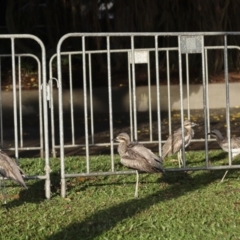 Burhinus grallarius at Cairns City, QLD - 12 Aug 2023