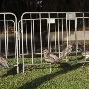 Burhinus grallarius at Cairns City, QLD - 12 Aug 2023