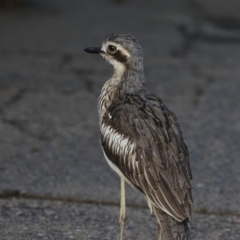 Burhinus grallarius at Cairns City, QLD - 12 Aug 2023 07:12 AM