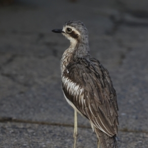 Burhinus grallarius at Cairns City, QLD - 12 Aug 2023