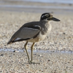 Esacus magnirostris (Beach Stone-curlew) at Cairns City, QLD - 11 Aug 2023 by AlisonMilton