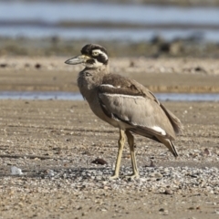 Esacus magnirostris at Cairns City, QLD - 11 Aug 2023 07:53 AM