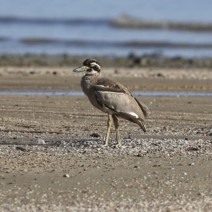 Esacus magnirostris at Cairns City, QLD - 11 Aug 2023 07:53 AM