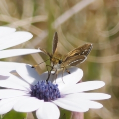 Taractrocera papyria (White-banded Grass-dart) at Lake Tuggeranong - 19 Sep 2023 by RomanSoroka