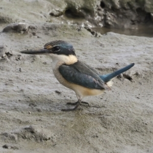 Todiramphus sanctus at Cairns City, QLD - 12 Aug 2023 09:08 AM