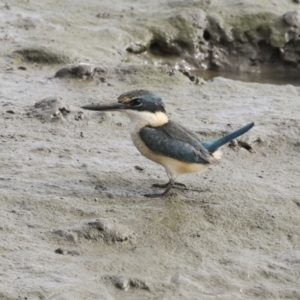 Todiramphus sanctus at Cairns City, QLD - 12 Aug 2023 09:08 AM