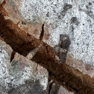 Conoeca guildingi (A case moth) at Russell, ACT - 19 Sep 2023 by Hejor1