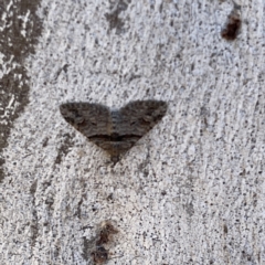 Phrissogonus laticostata (Apple looper moth) at Russell, ACT - 19 Sep 2023 by Hejor1