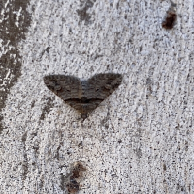 Phrissogonus laticostata (Apple looper moth) at Russell, ACT - 19 Sep 2023 by Hejor1