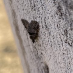 Phrissogonus laticostata at Russell, ACT - 19 Sep 2023