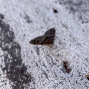 Phrissogonus laticostata at Russell, ACT - 19 Sep 2023 04:24 PM