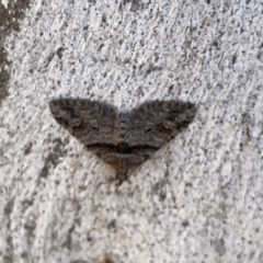 Phrissogonus laticostata at Russell, ACT - 19 Sep 2023 04:24 PM