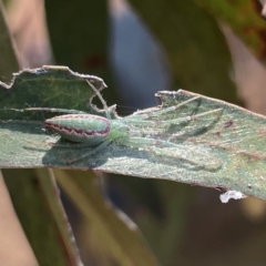 Araneus talipedatus at Russell, ACT - 19 Sep 2023