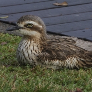 Burhinus grallarius at Cairns City, QLD - 12 Aug 2023 08:10 AM