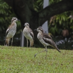 Burhinus grallarius at Cairns City, QLD - 12 Aug 2023