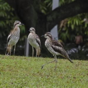 Burhinus grallarius at Cairns City, QLD - 12 Aug 2023 08:10 AM