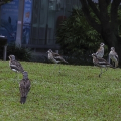 Burhinus grallarius at Cairns City, QLD - 12 Aug 2023 08:10 AM