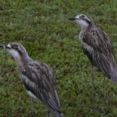 Burhinus grallarius at Cairns City, QLD - 12 Aug 2023 08:10 AM